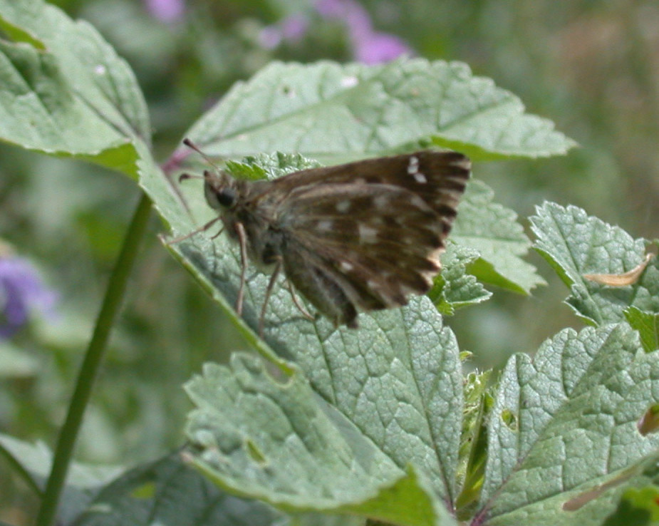 Carcharodus alceae